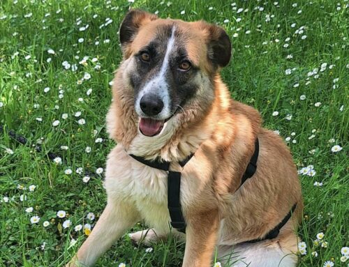 Ambra proviene dal canile, ora è in stallo in attesa di adozione