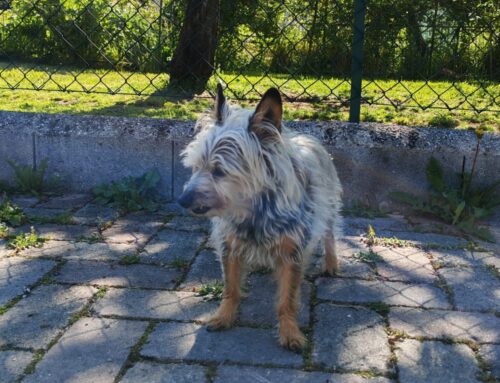 Entrato in una abitazione di Villa Reatina a Rieti, chi lo ha smarrito?   