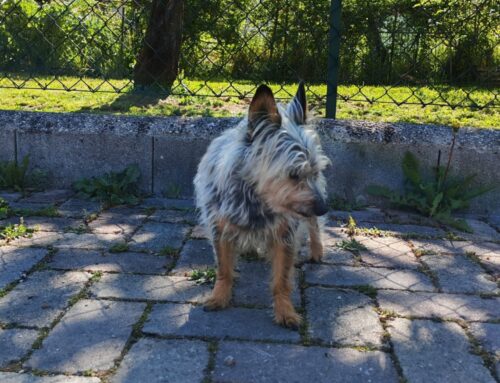 Rintracciata la famiglia di questo piccolo tesoro