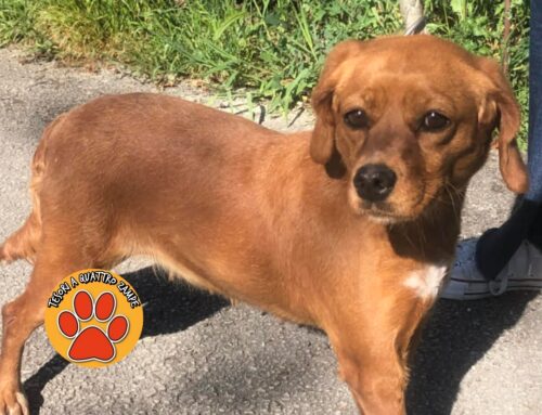 Cagnolina trovata vagante a Quattro Strade a Rieti (Lazio)