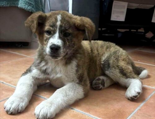 Cucciolo di cane scappato zona Ternana 