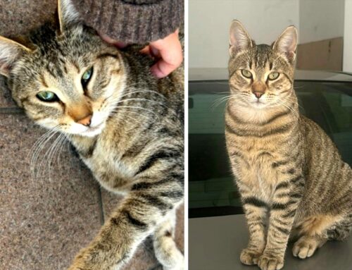 Tea e Dumbo smarriti nel quartiere Micioccoli. Chi li ha visti?