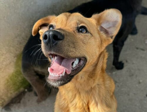 Mino da Teramo cerca casa