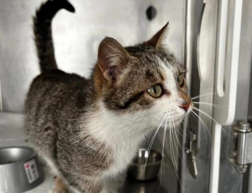 Gatta docile trovata a Contigliano, chi l’ha smarrita?