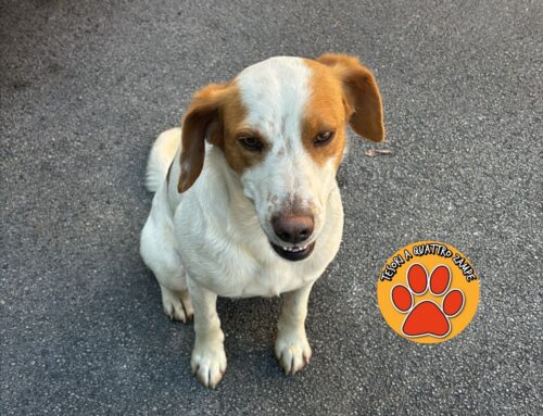 Cagnolino stanziante da tre giorni in un giardino privato a Micioccoli