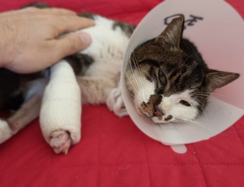 Rosi, la gattina violentatą a Roma, ha trovato adozione e tanto amore