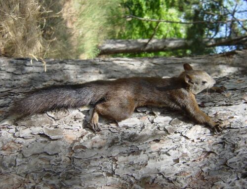 Al BioParco di Roma il 26 aprile torna la “City Nature Challenge”