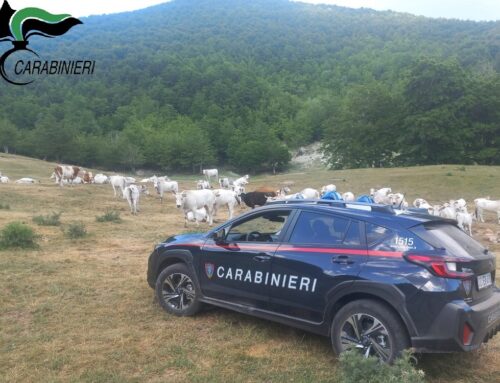 Effettuano il pascolo in periodo di divieto e senza autorizzazione: emesse cinque sanzioni dai Carabinieri Forestali della provincia di Rieti