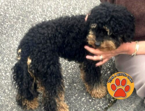 Dolce cagnolino trovato zona aeroporto di Rieti (Lazio). Chi lo ha perso?