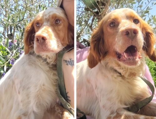 Alba, sarà il tuo sole in casa