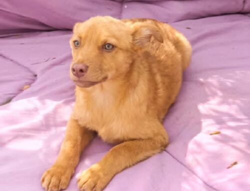 Bimbo, principe azzurro biondo con gli occhi chiari: adozione cercasi