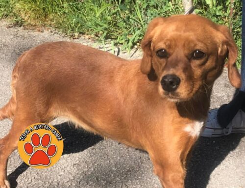 Tornata a casa la cagnolina scappata sulla Ternana zona Quattro Strade