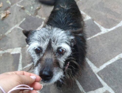 Urgente, Billy e Stellina hanno bisogno di una adozione di coppia. Il loro papà è ricoverato in ospedale