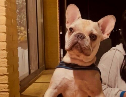 Cercasi nuova famiglia per Carlo