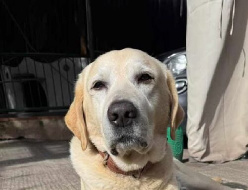 Chucky è scappato da casa dopo aver trovato il cancello aperto in zona Poggio del Lupo, Comune Misterbianco (Catania – Sicilia)