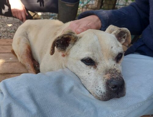 Ciao Cris! Il saluto ed il pianto delle volontarie de Gli Amici di Fiocco per questo nuovo dolce angelo