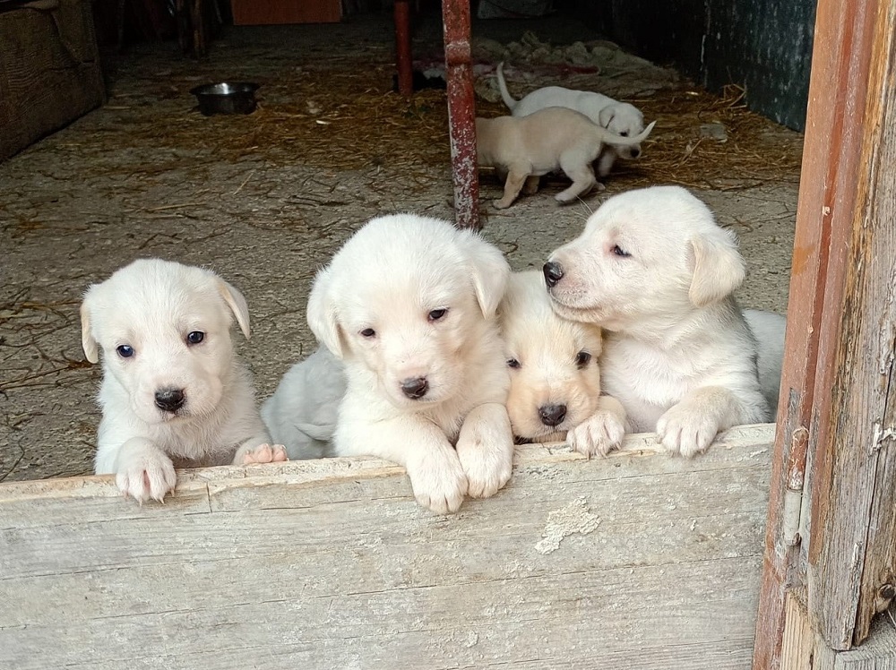 cane_cuccioli_maremmano_p