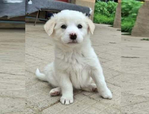 Wilma cerca una casa e una famiglia