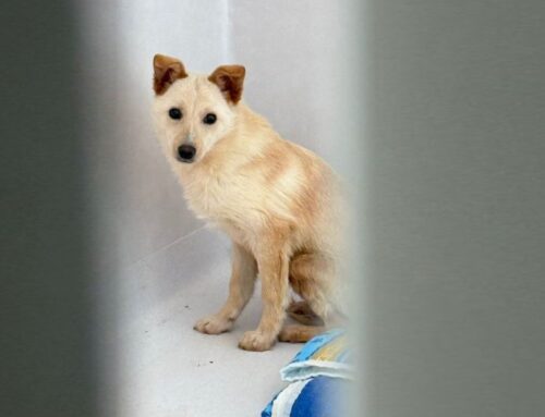 Foxy non cerca tutti, cerca qualcuno