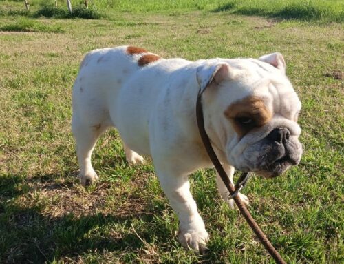 Kyra è la solenne femmina di Bulldog di sette anni ospite de L’Oasi di Brenda: cerca adozione