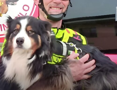 La cagnolina Lamù va in pensione: una vita dedicata a salvare persone sotto le macerie. Il ringraziamento del presidente Luca Zaia