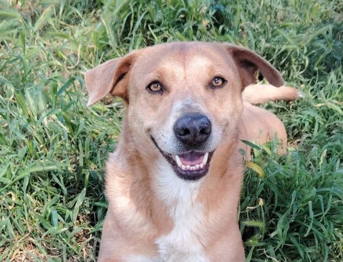 Sorride sempre Giorgia, intanto aspetta una bella adozione