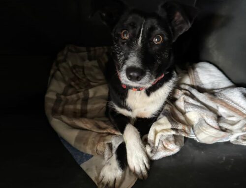 Sven attende pazientemente la sua occasione di felicità