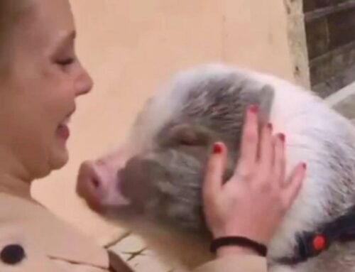 Addio Bacon: è morto il dolce maialino casalingo della dott.ssa Consuelo D’Antonio. Era stato al centro di polemiche