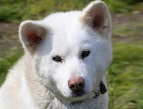 Bianca da Messina cerca casa