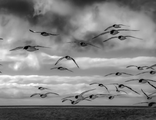 Il fotografo reatino Felice Miccadei conquista il 1° posto al Premio Nazionale Alberoandronico con uno scatto intitolato “Curiosità e diffidenza”