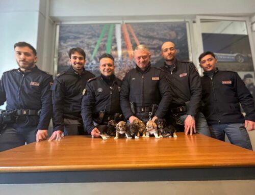 Dal pericolo al lieto fine: 8 cuccioli salvati “in corsa” dalla Polizia di Stato