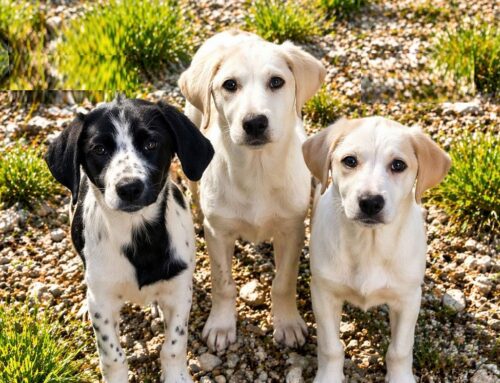 Siamo Atalanta, Medea e Circe. Tre sorelline un po’ magiche e decisamente scatenate