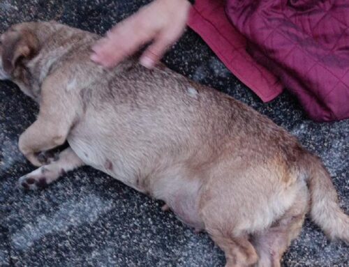 Cagnolino investito a Montopoli di Sabina. Il secondo disorientato trovato col primo