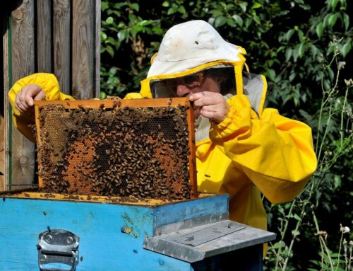 Domenica 24 maggio al BioParco giornata “Api e altri insetti”