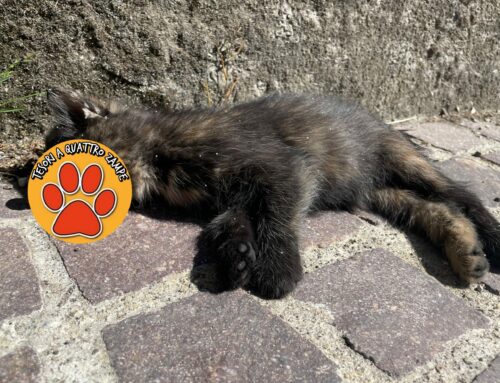 Gatto investito in via Verani, tra il McDonald’s e piazza Marconi a Rieti: di chi è?