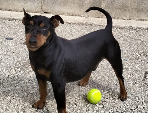 Cercasi volontario per prendere cane da stallare in attesa di adozione