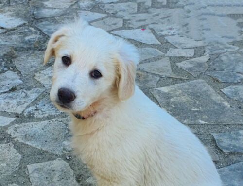 Da Selci ariel, due mesi: tanta voglia di famiglia