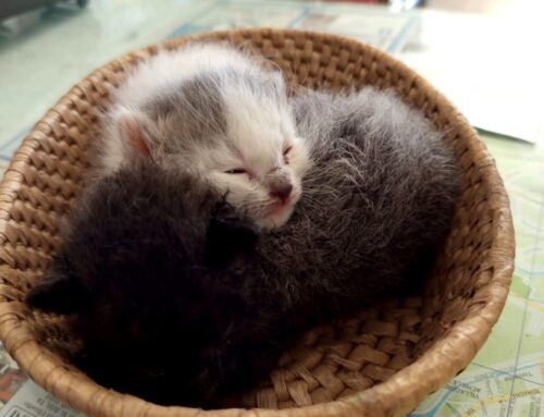 Terni, serve aiuto per questi gattini