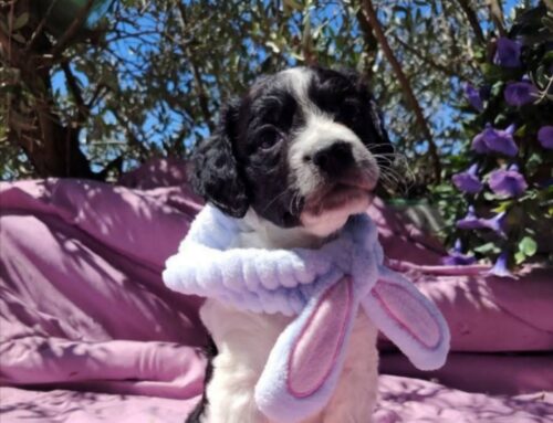 Un dolce cagnolino puffolo in attesa di adozione