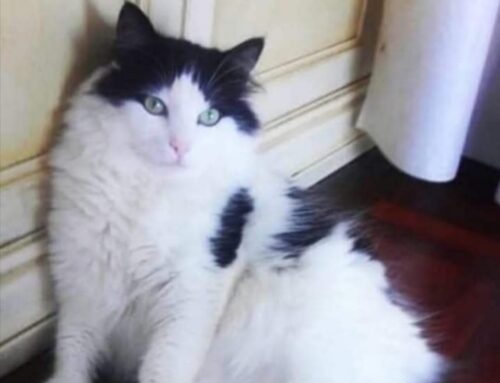 Gatto 13enne cerca famiglia