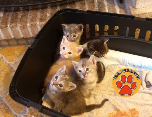 Gattini bellissimi in cerca di adozione