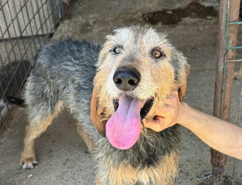 Athos super baffoso e super coccolone cerca casa