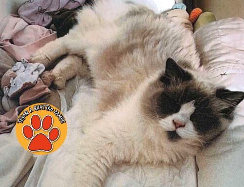 Smarrito da Cittaducale Leo, gatto Ragdoll