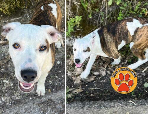 Cagnolino trovato a La Foresta dopo il santuario: di chi è?