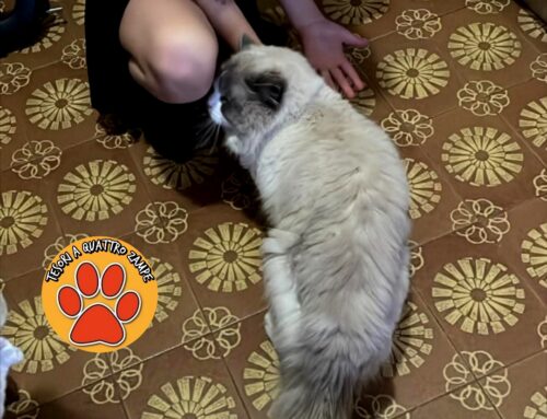 Il gatto Leo è tornato a casa