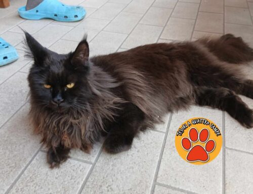 La gatta Nala è tornata a casa