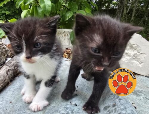 Fratellini (maschio – femmina) cercano adozione. Si trovano a Rieti