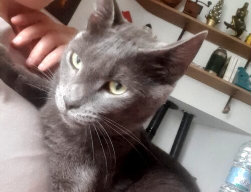 Qualcuno ha preso Miky? Scomparso da Lisciano Alto