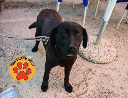Cagnolino trovato a Vazia: ora si trova in stallo al BambiBar