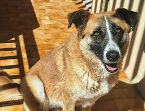 Ambra da Teramo: non ha una casa e sogna una adozione